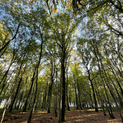 Groupama Immobilier acquiert une forêt d’exception dans l’Yonne (89).